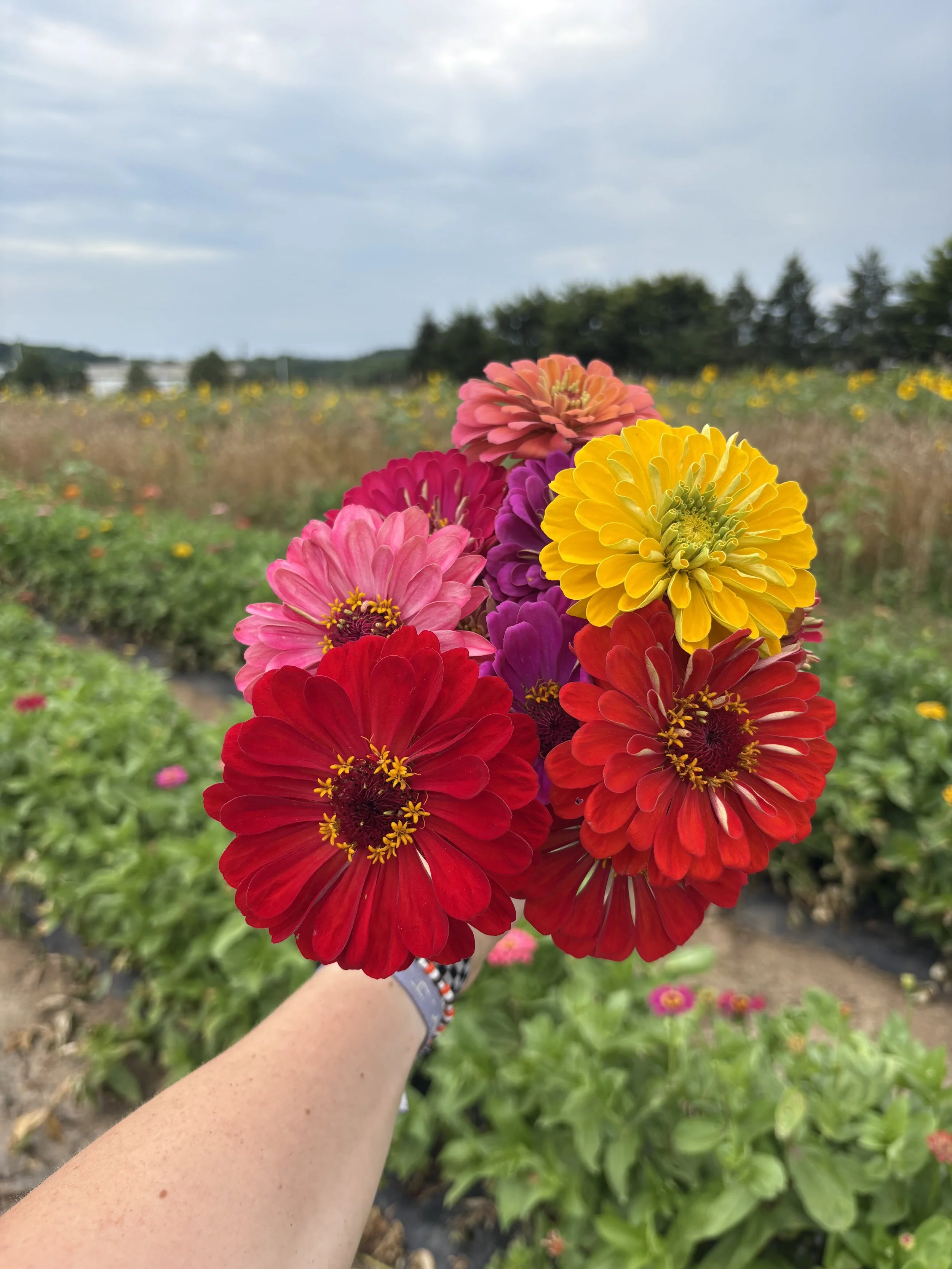 Windy Springs Farmstand in Quakertown, PA (6)