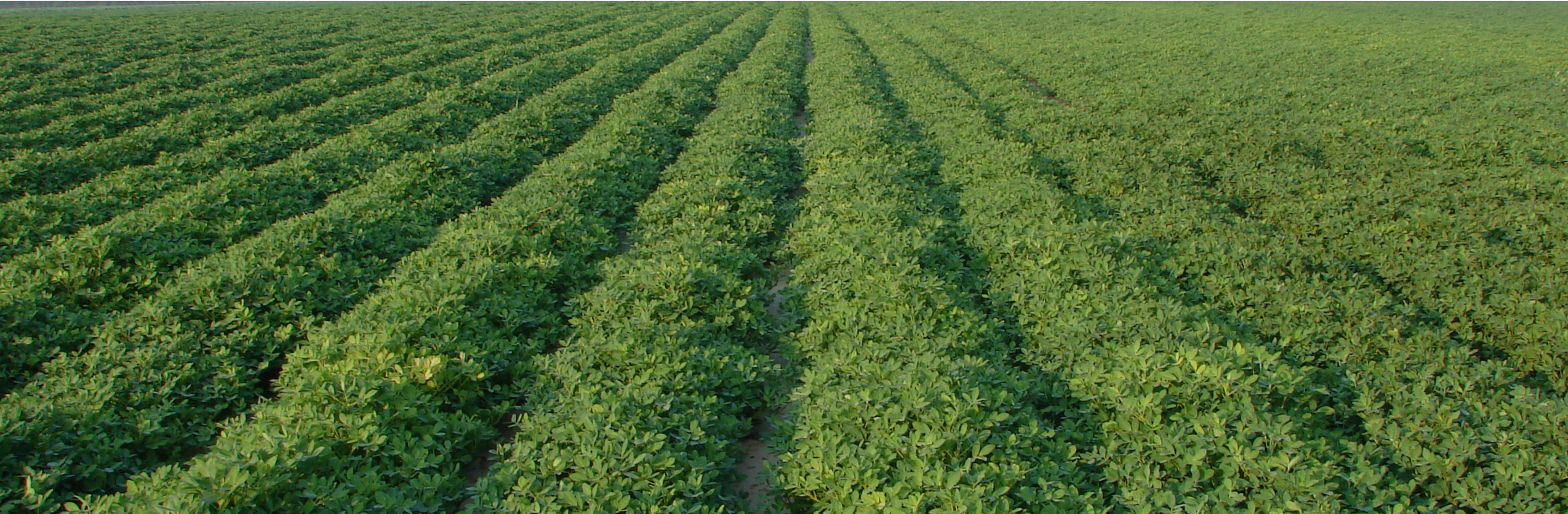 Bertie County Peanuts (Powell & Stokes, Inc.) in Windsor, NC