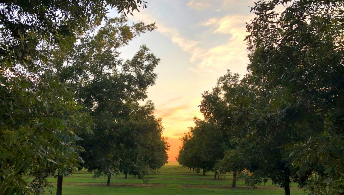 Valley Pecans in Chillicothe, TX (5)