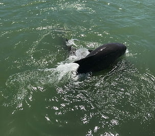 Hemingway Water Shuttle in Marco Island, FL (5)