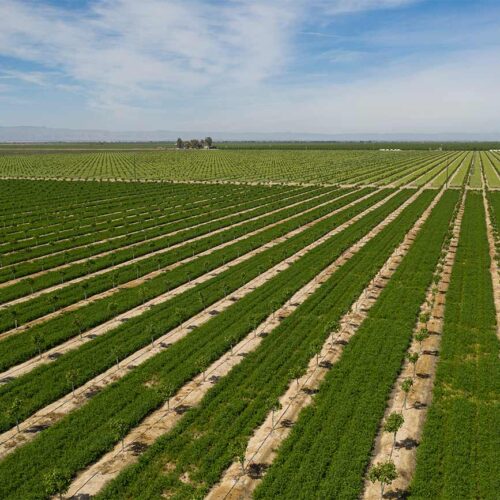 Taylor Made Irrigation in Kerman, CA (4)