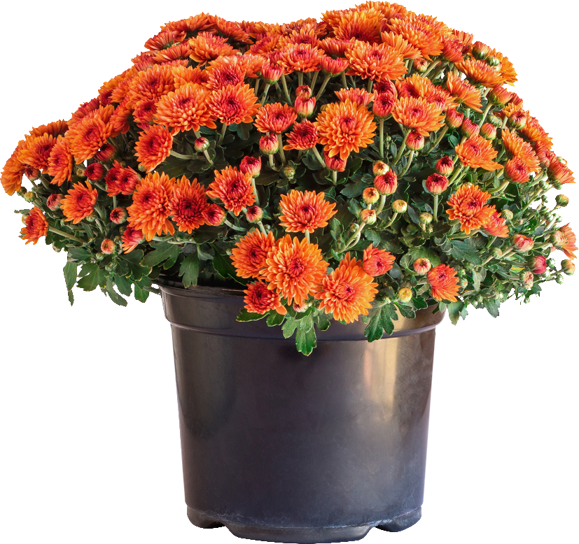 Josephs Nursery and Garden Center in Monessen, PA (2)