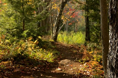 Blackwater Bikes in Davis, WV (4)