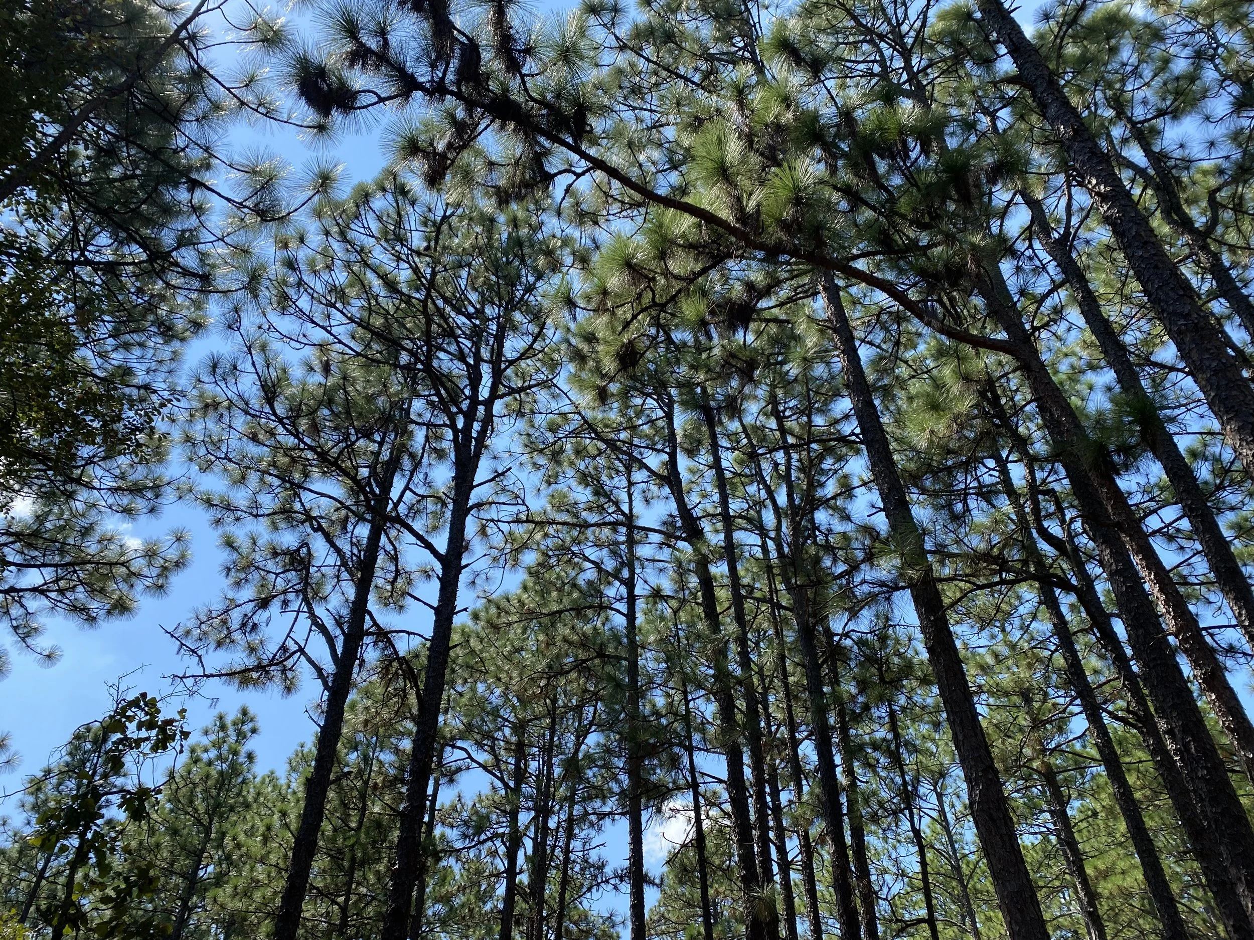 Pines Accounting Services, PLLC in Southern Pines, NC