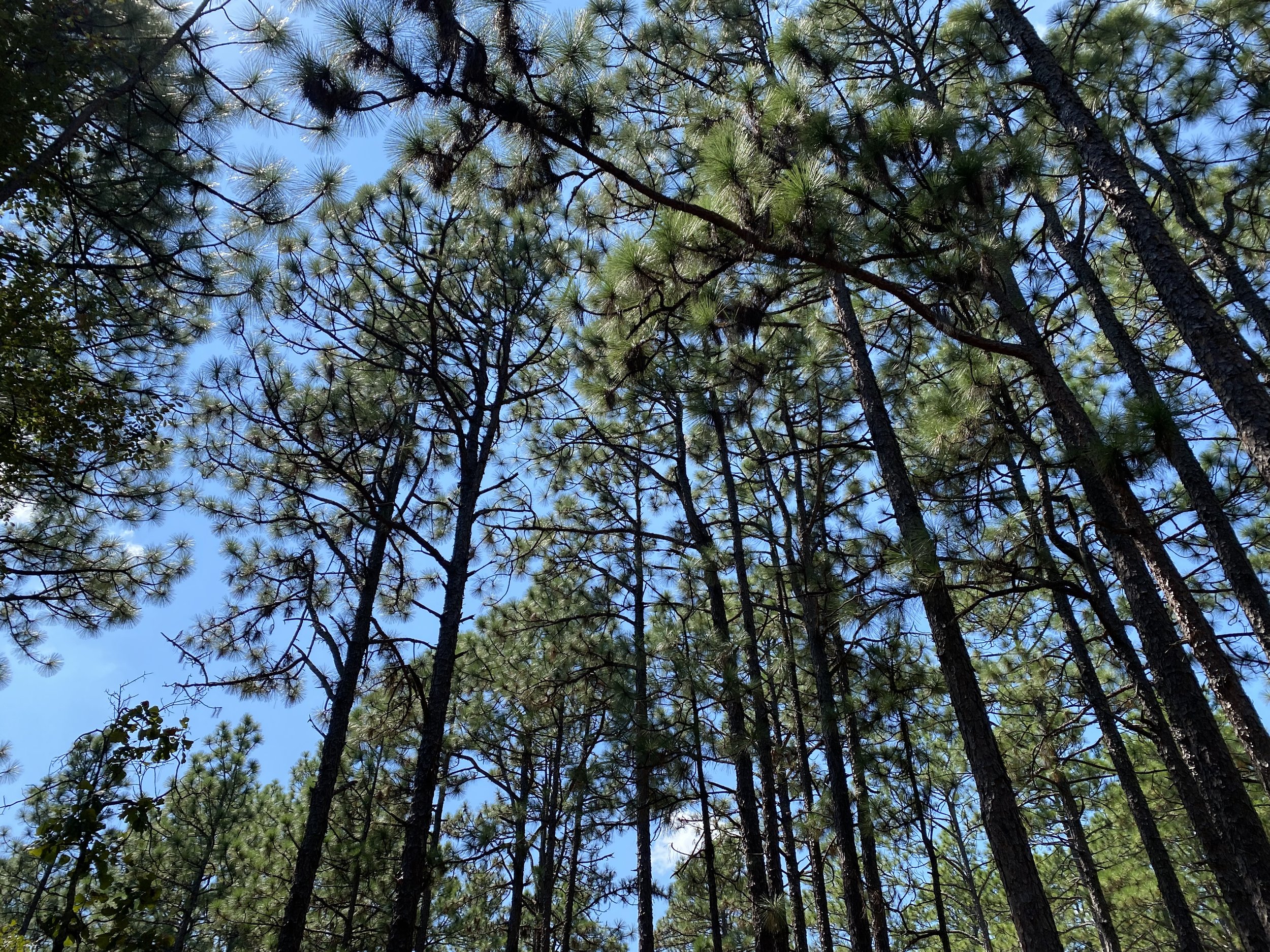 Pines Accounting Services, PLLC in Southern Pines, NC (5)