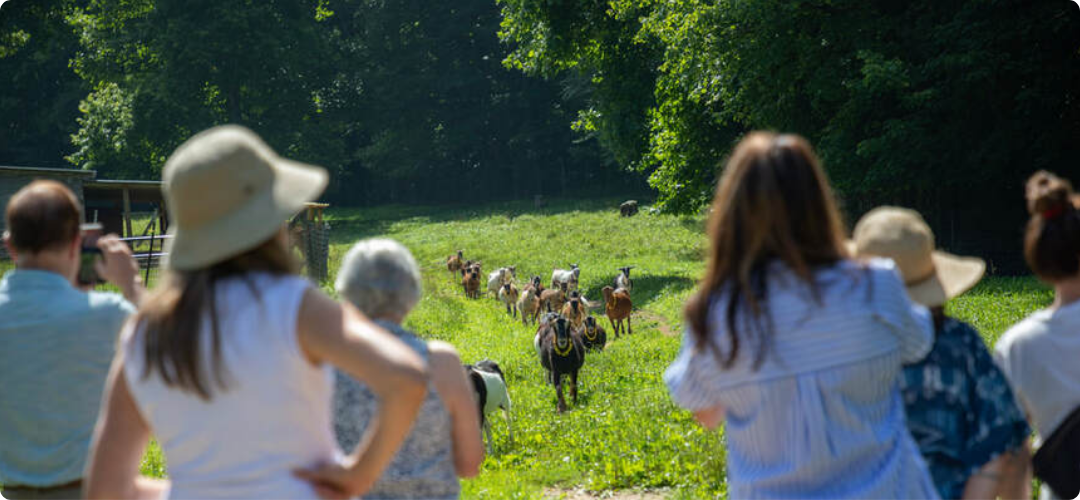 Round Mountain Creamery in Black Mountain, NC (3)
