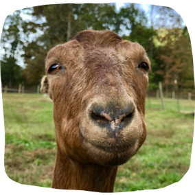 Round Mountain Creamery in Black Mountain, NC (5)