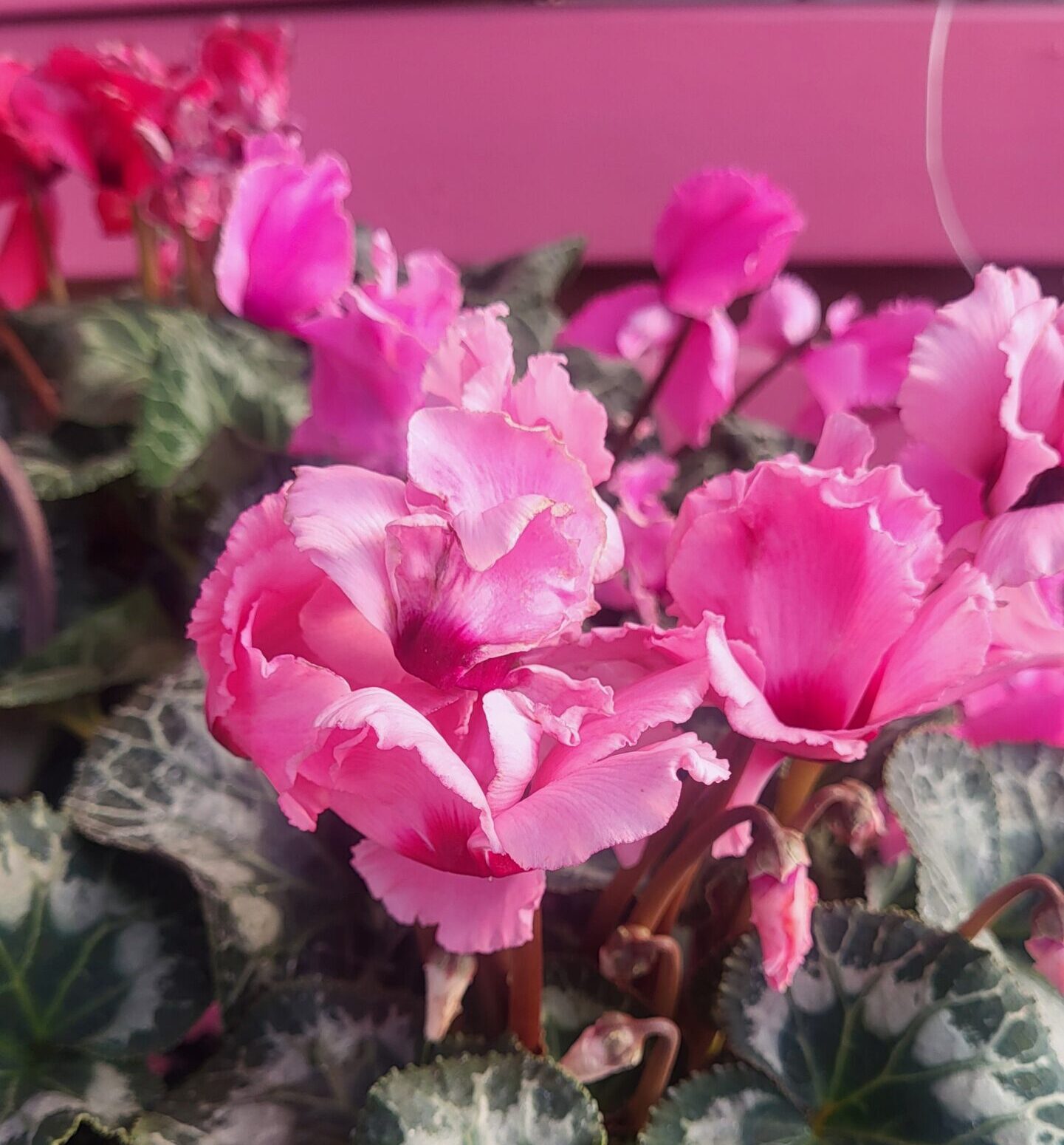 Whitaker Farms Retail Garden Center & Greenhouses in Franklinville, NC (4)