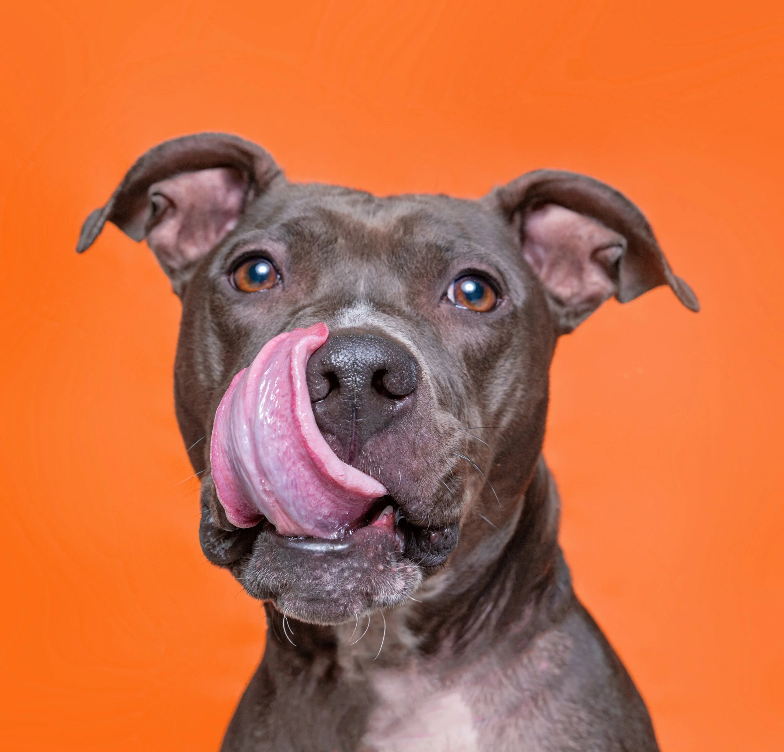 Lucky Paws Pet Boutique, L.L.C. in Two Rivers, WI (4)