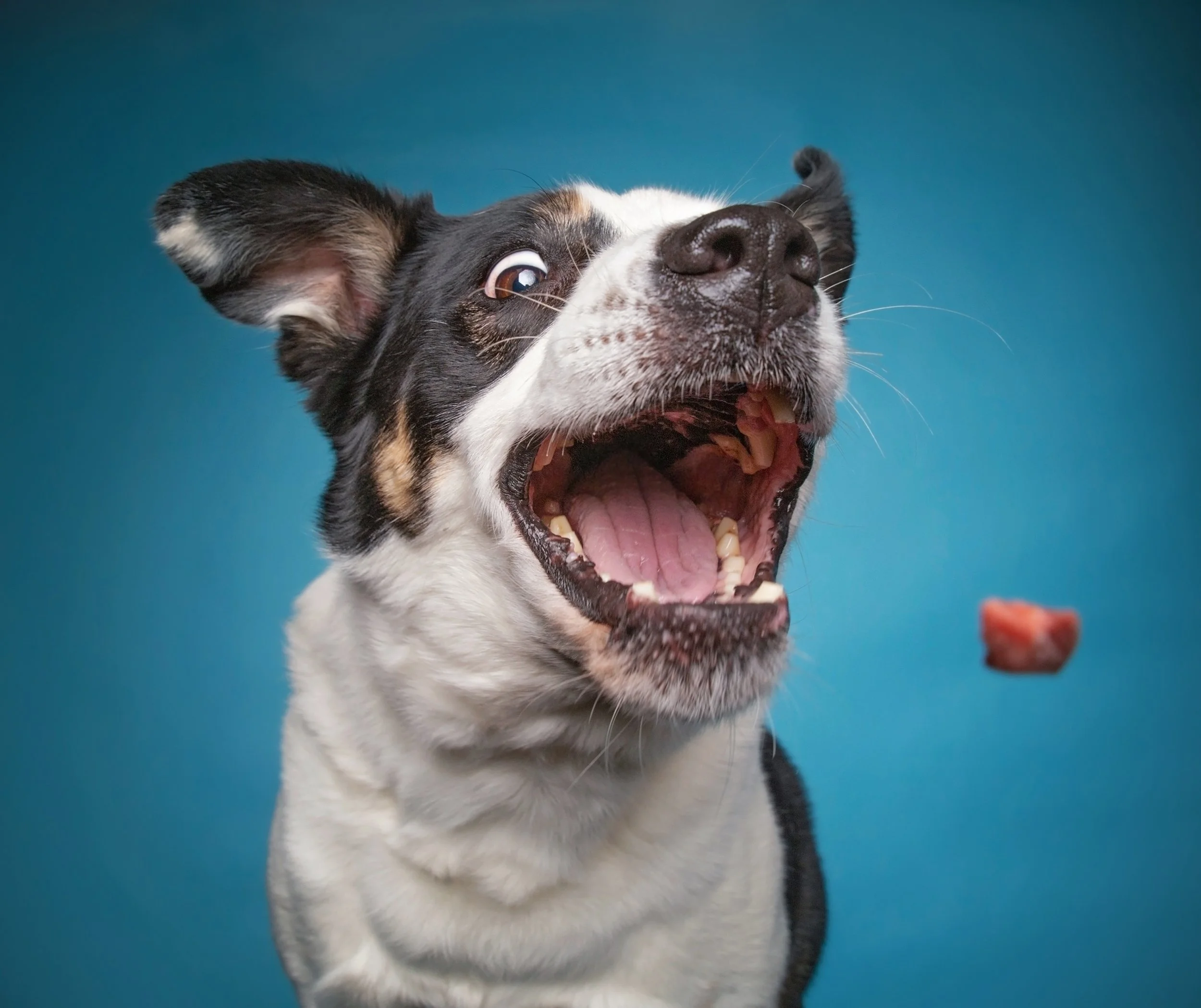 Lucky Paws Pet Boutique, L.L.C. in Two Rivers, WI (5)