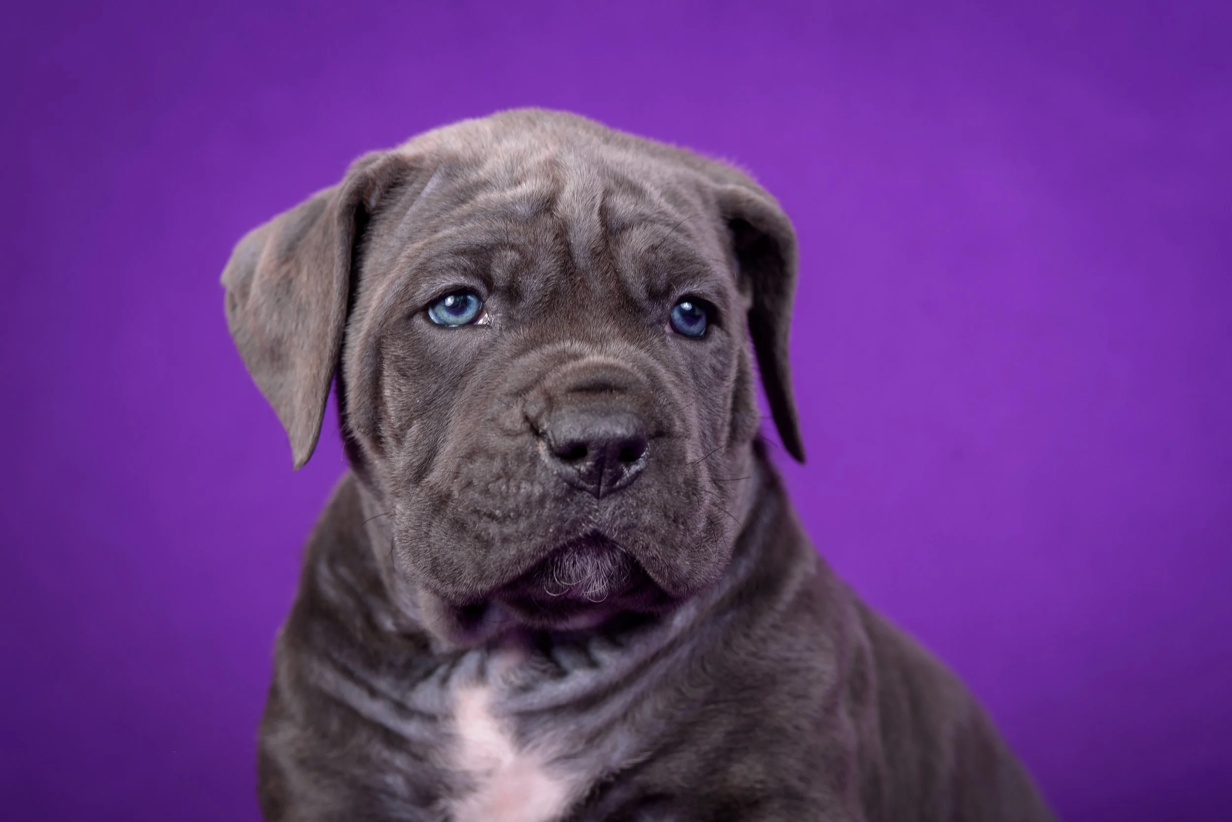 Lucky Paws Pet Boutique, L.L.C. in Two Rivers, WI (6)