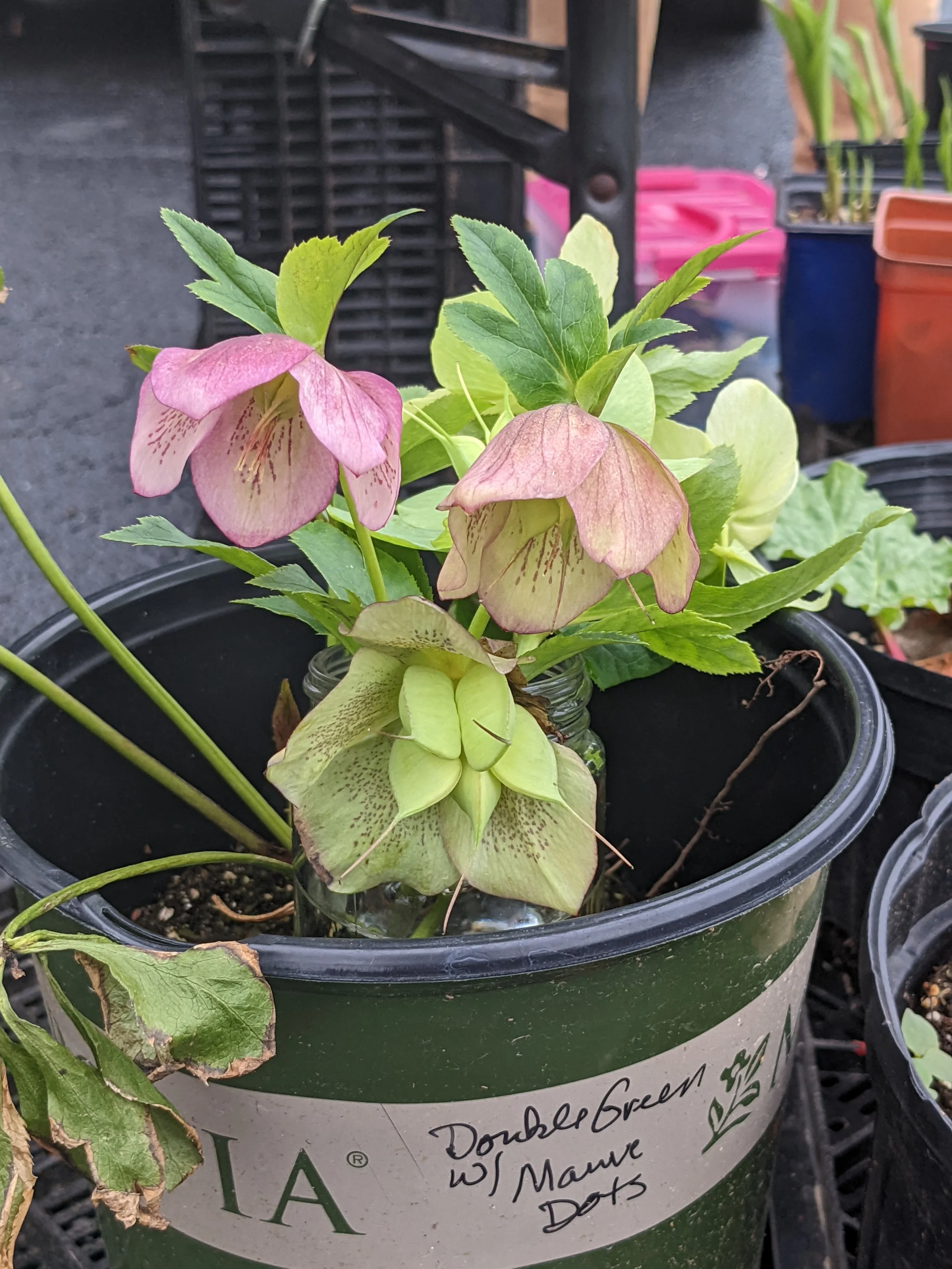 Athens Farmers Market in Athens, OH (3)