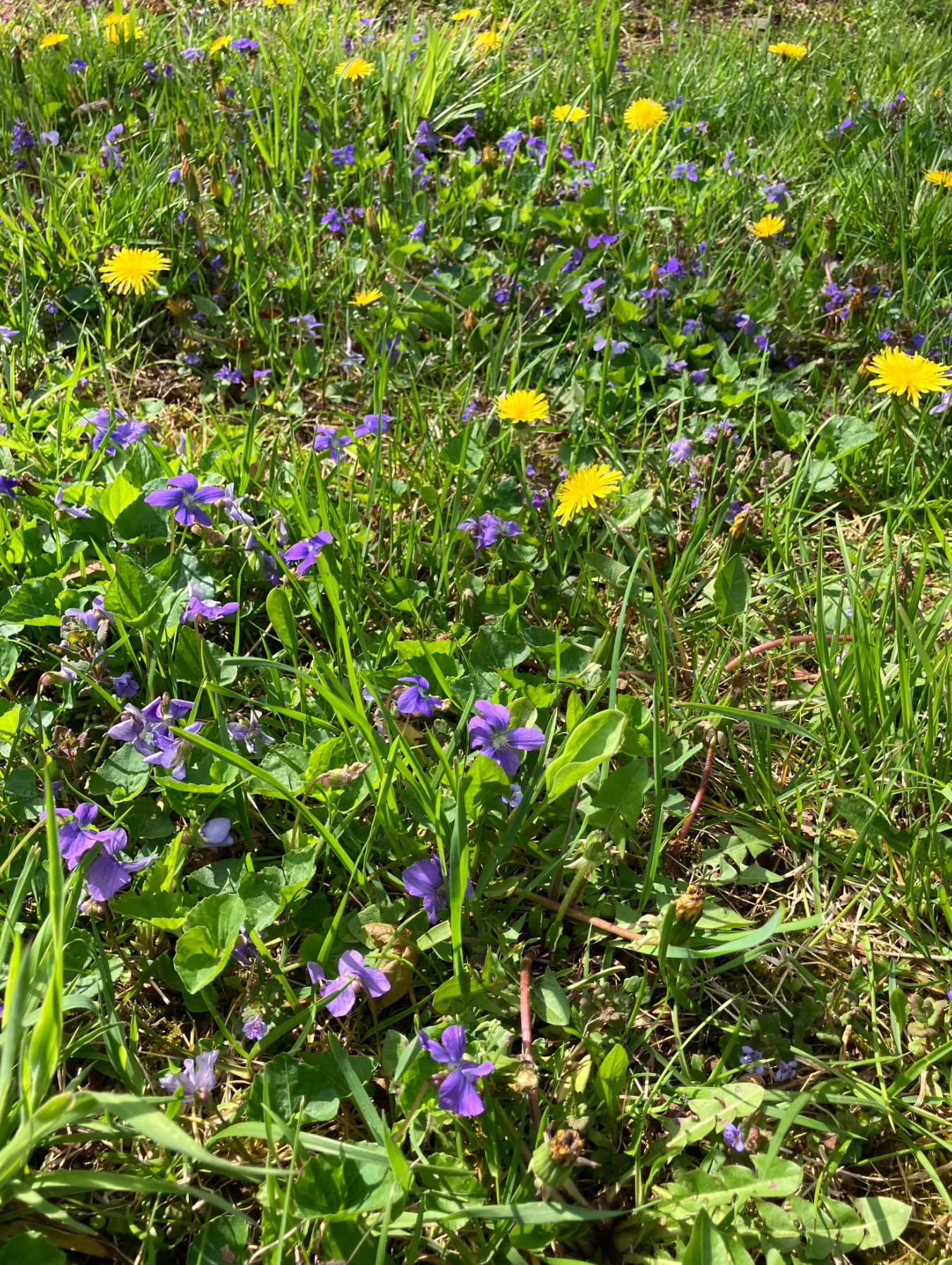 Everything Natural in Clarks Summit, PA