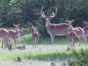 Hill Country Real Estate LLC in Junction, TX (5)