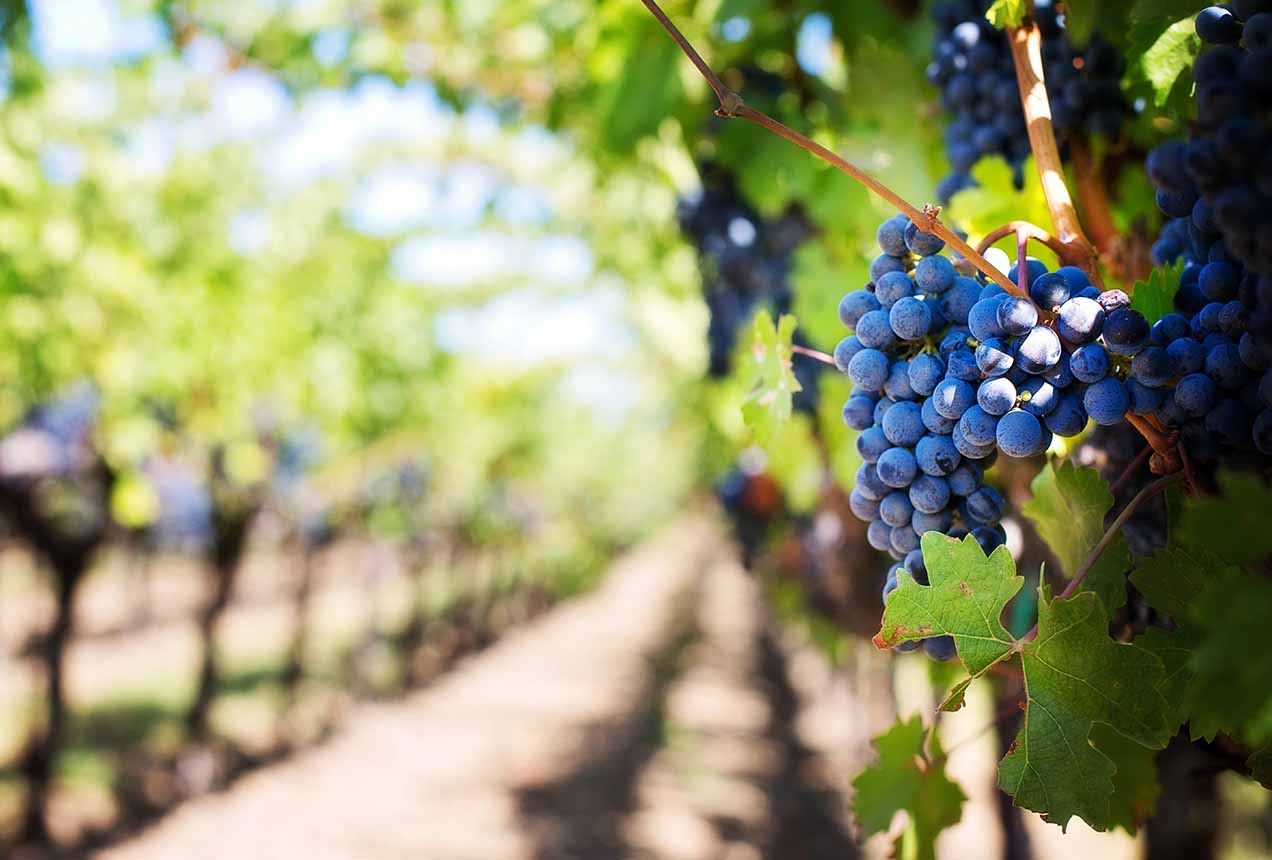 G & J Seiberlich & Co in Napa, CA (6)