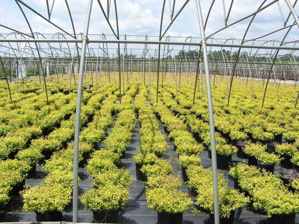 R A Dudley Nurseries in Thomson, GA