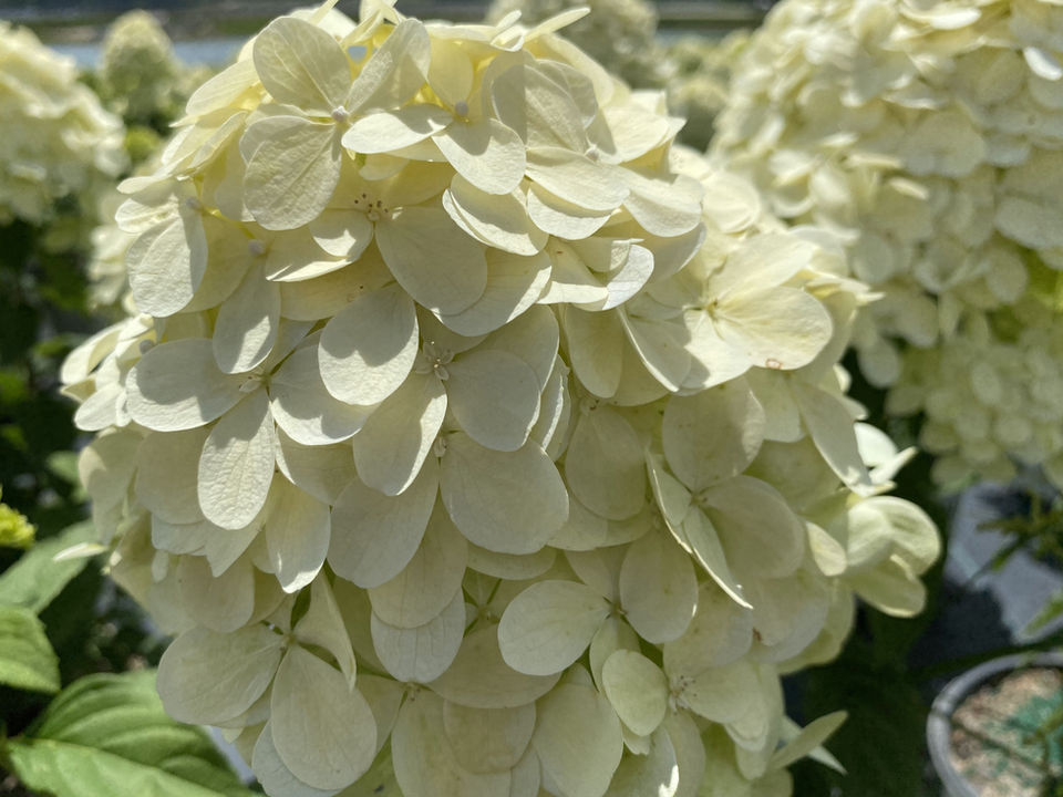 R A Dudley Nurseries in Thomson, GA (5)
