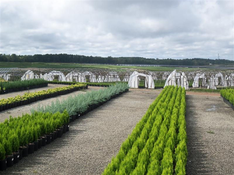 R A Dudley Nurseries in Thomson, GA (6)