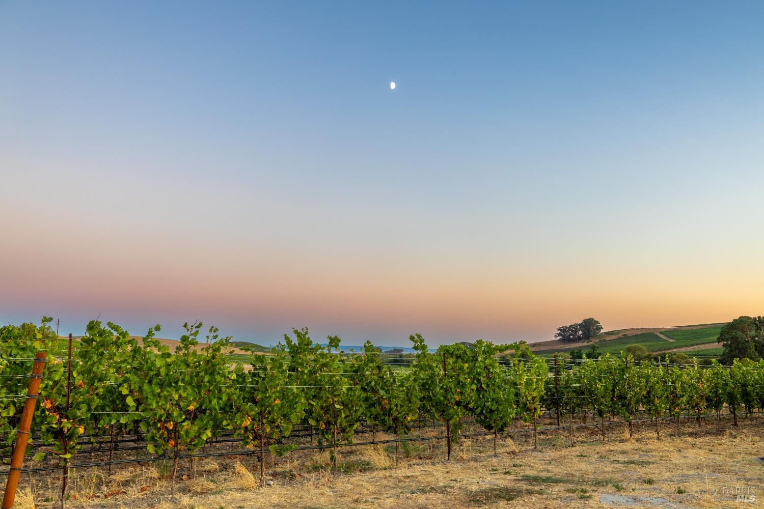 Nick Muccitelli Real Estate in St Helena, CA (3)