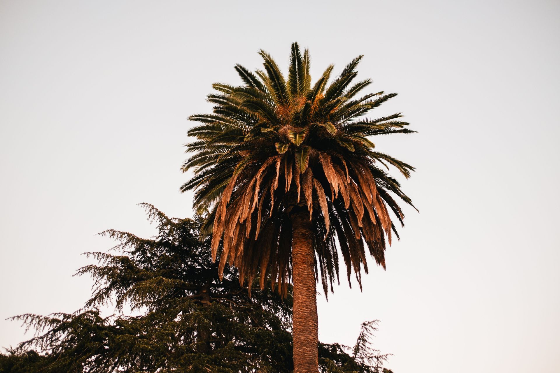 Rumana Jabeen & Associates | Realtor in Burlingame, CA (6)