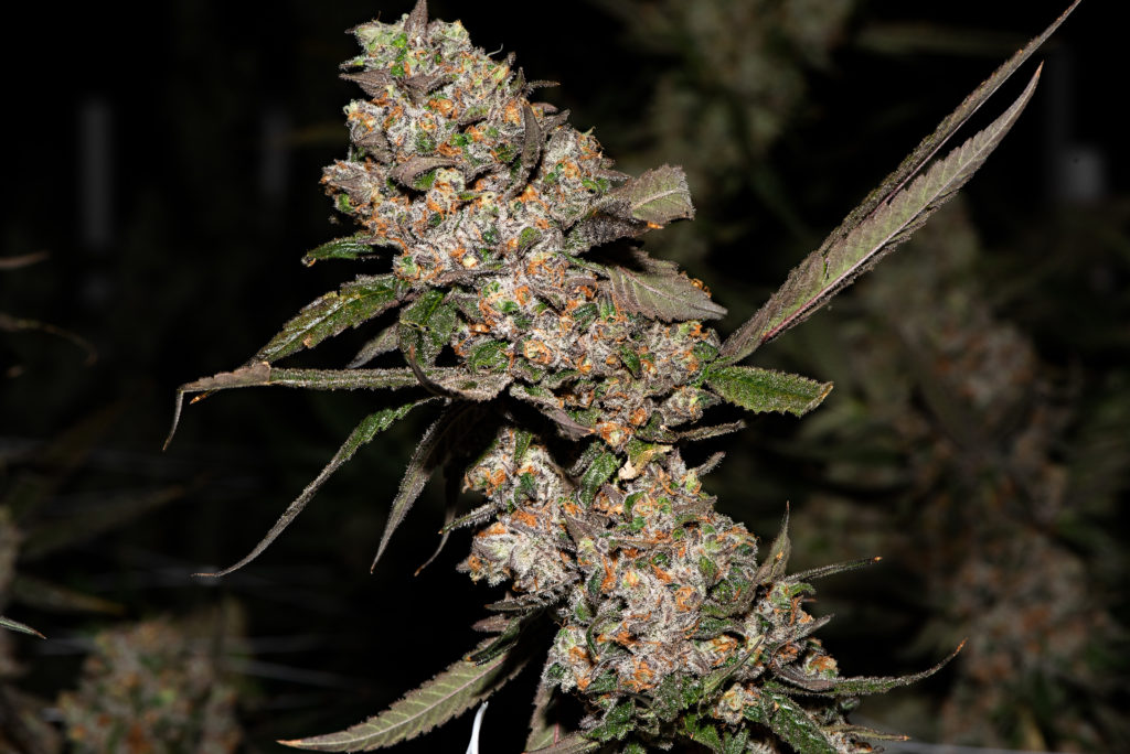 Xhale Cannabis Company in Mt Clemens, MI (3)