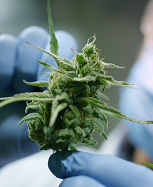 Xhale Cannabis Company in Mt Clemens, MI (6)