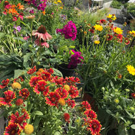 Loch Greenhouse in Swanton, OH (3)