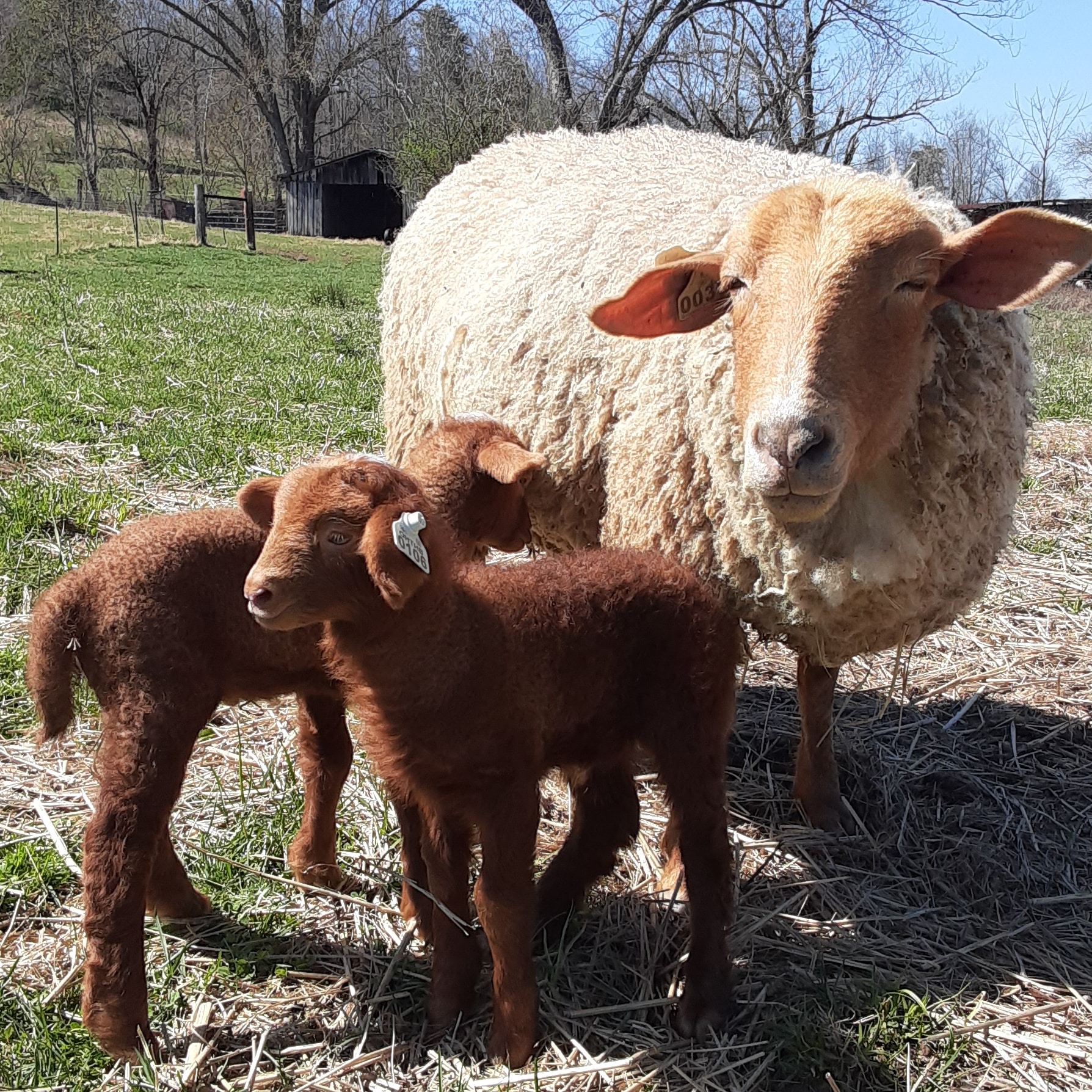 Tarheelbilly Farm in Willow Wood, OH (4)
