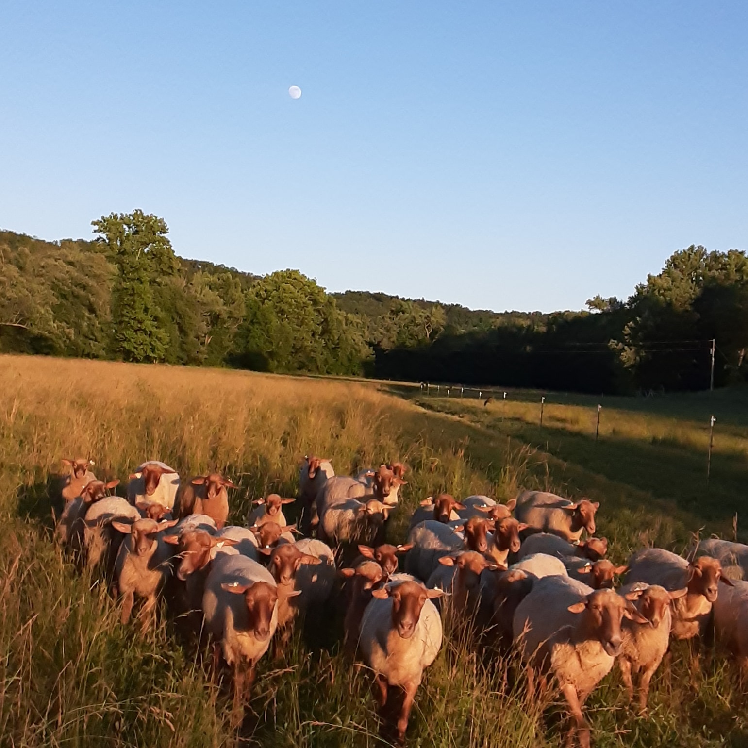 Tarheelbilly Farm in Willow Wood, OH (5)