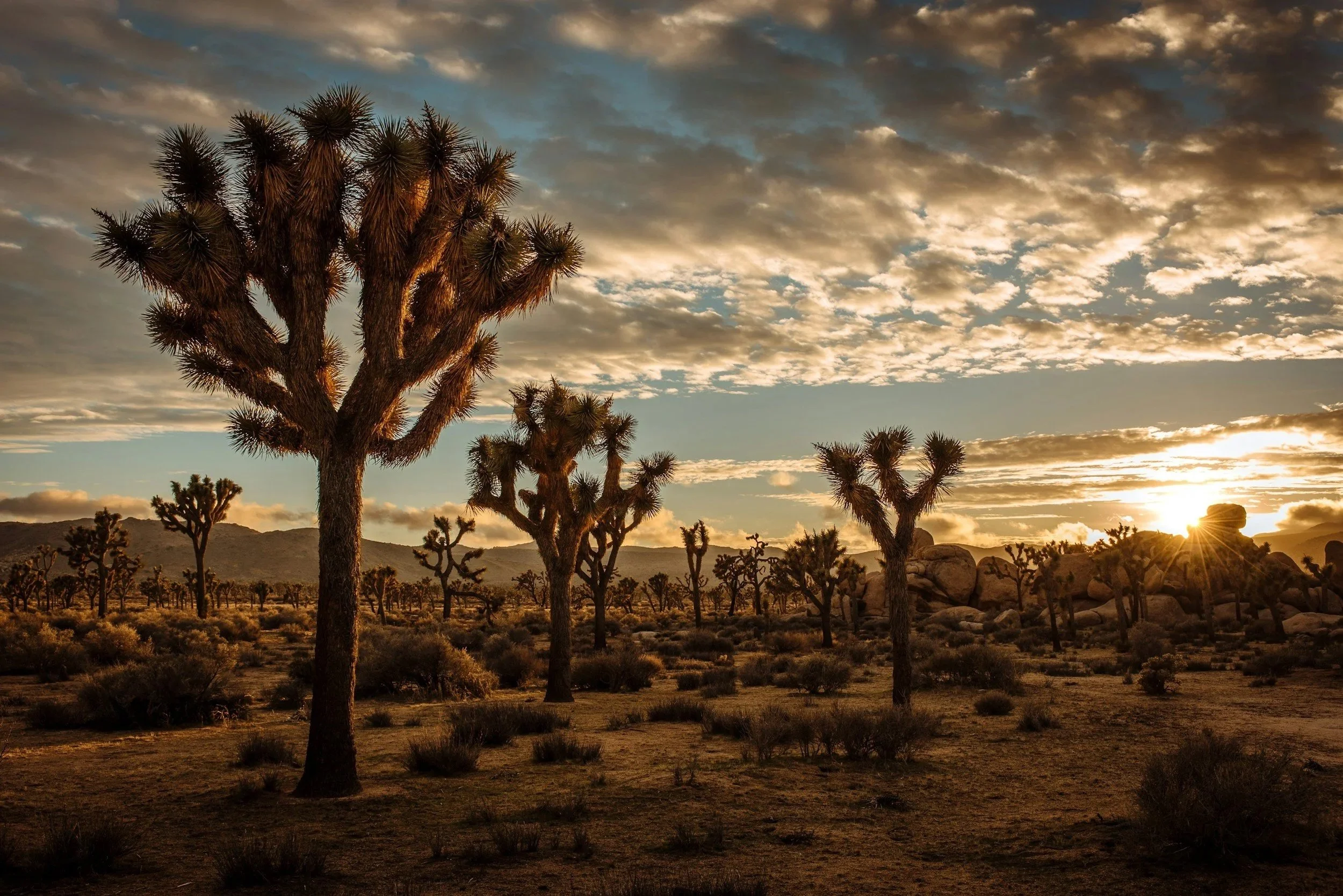 Ashley Hildreth, Real Estate Advisor, Military Relocation Specialist in Twentynine Palms, CA