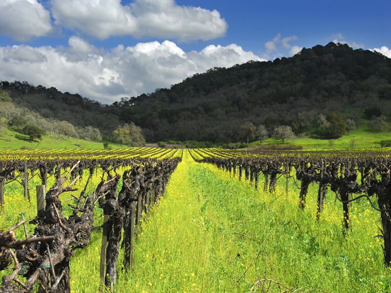 Hudson & Luros, LLP in Napa, CA (2)
