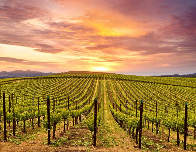 Black Tie Transportation in Pleasanton, CA (4)