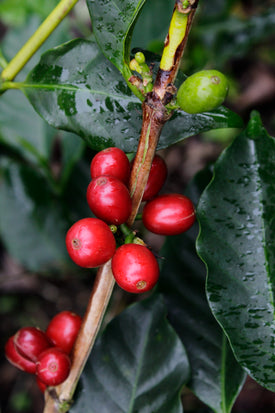 Black Gold Coffee Roasters in Venice, FL (4)