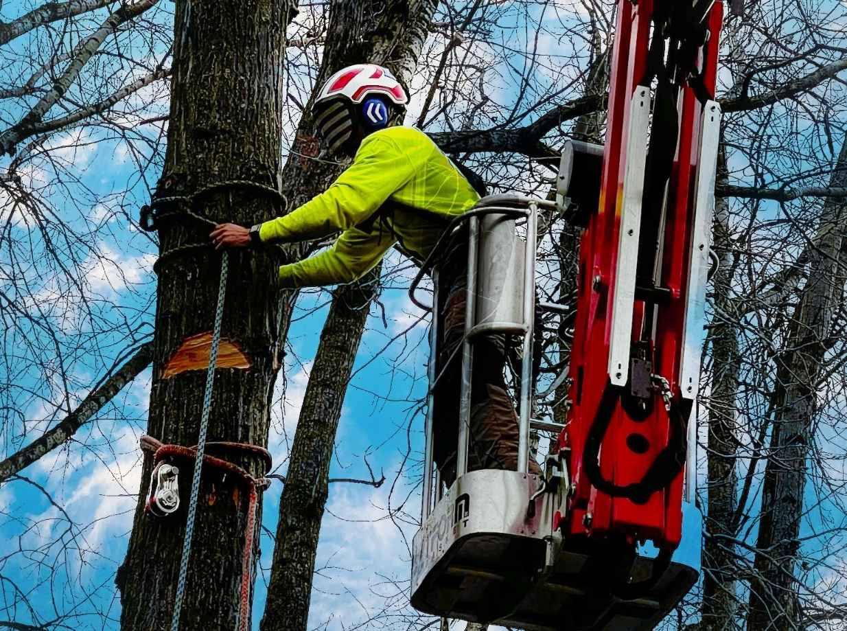 Husky Tree Services in Muskego, WI (4)