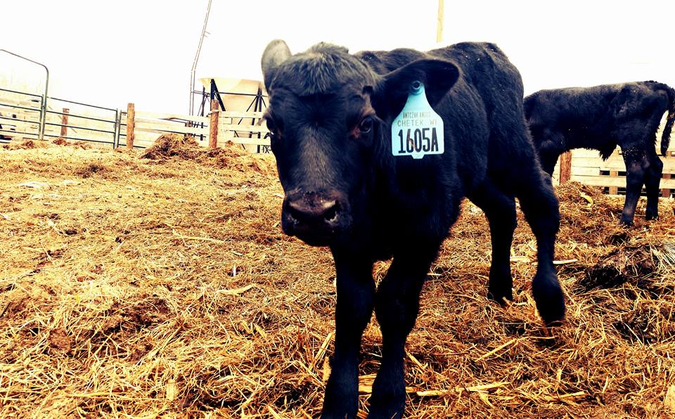 Antczak Angus in Chetek, WI (2)