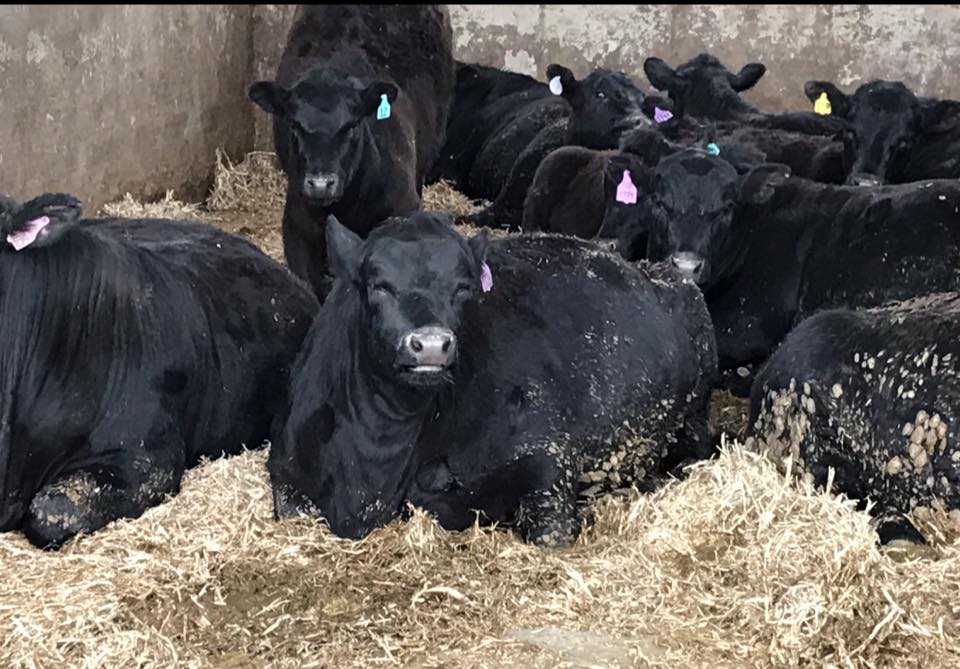 Antczak Angus in Chetek, WI (3)