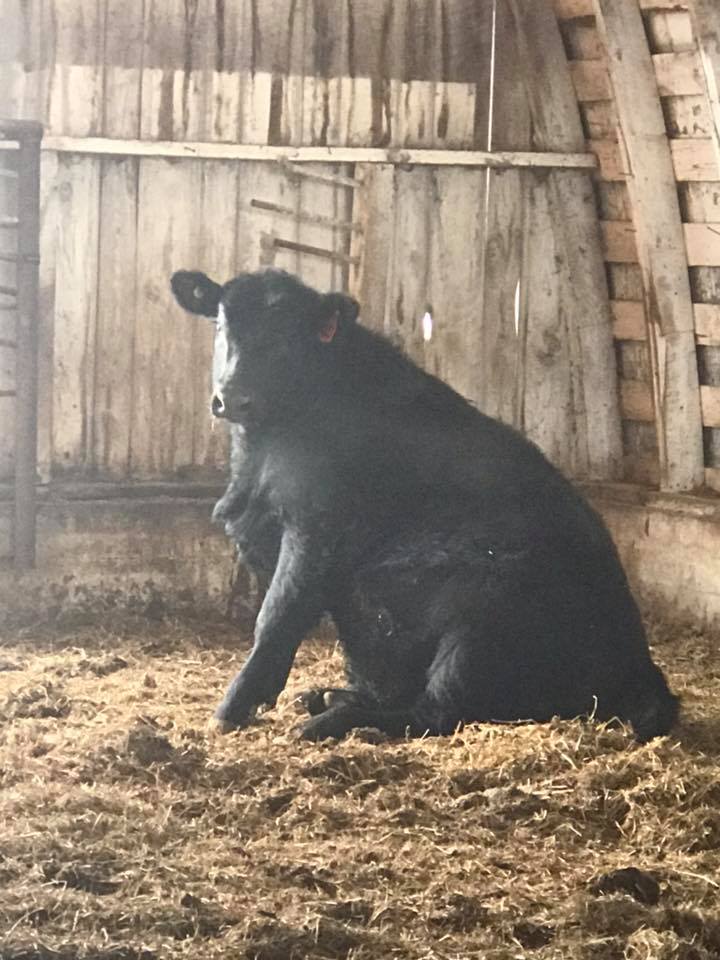 Antczak Angus in Chetek, WI (4)