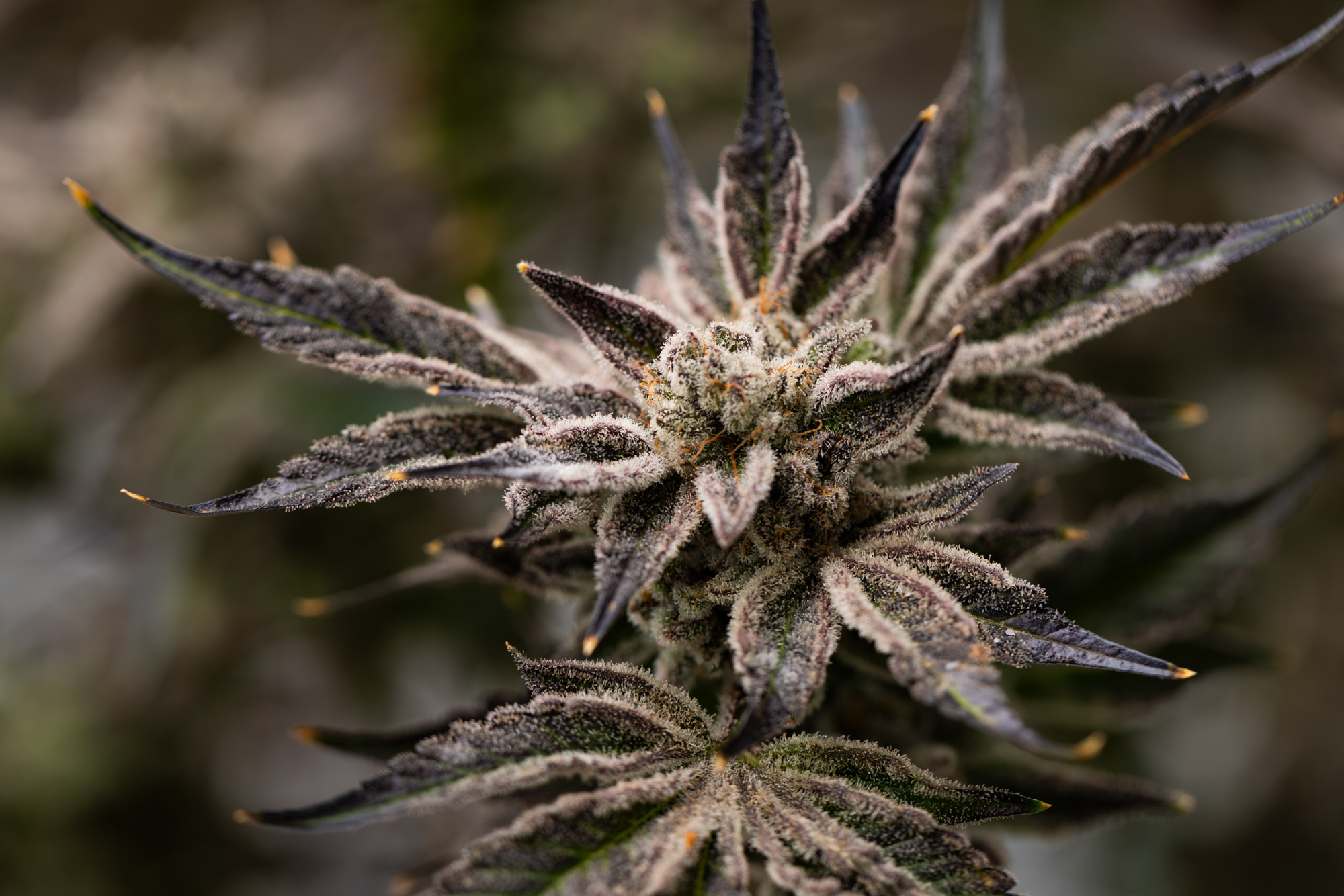 Greenlight Marijuana Dispensary Summersville in Summersville, WV (4)