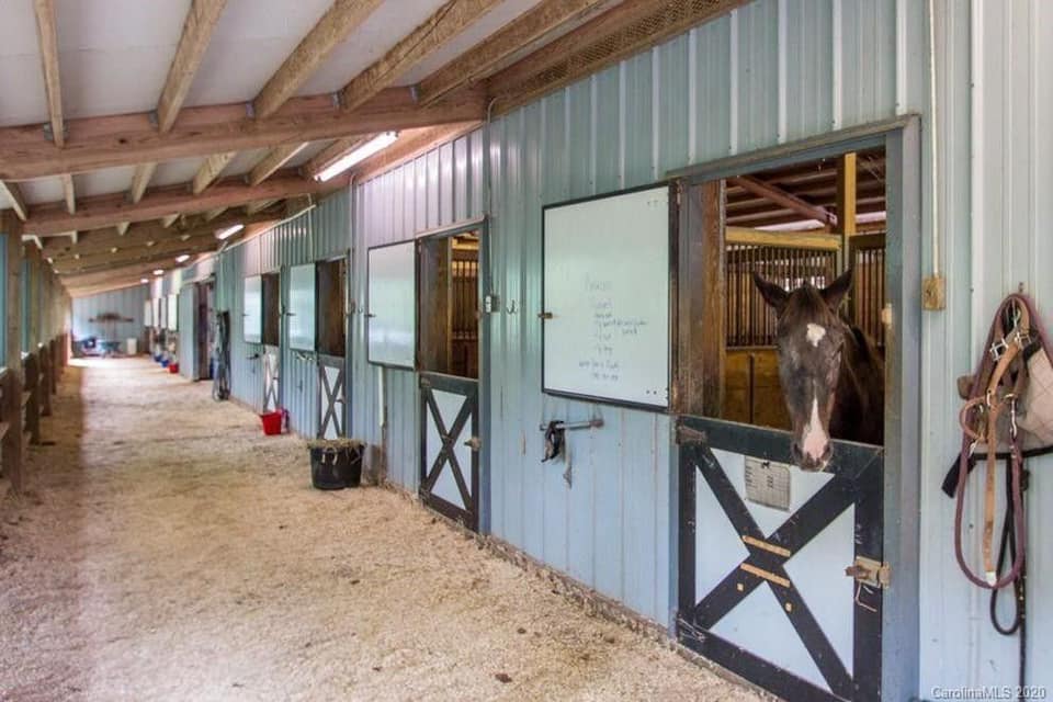 Blackstone Ranch Quarter Horses in Gastonia, NC (3)