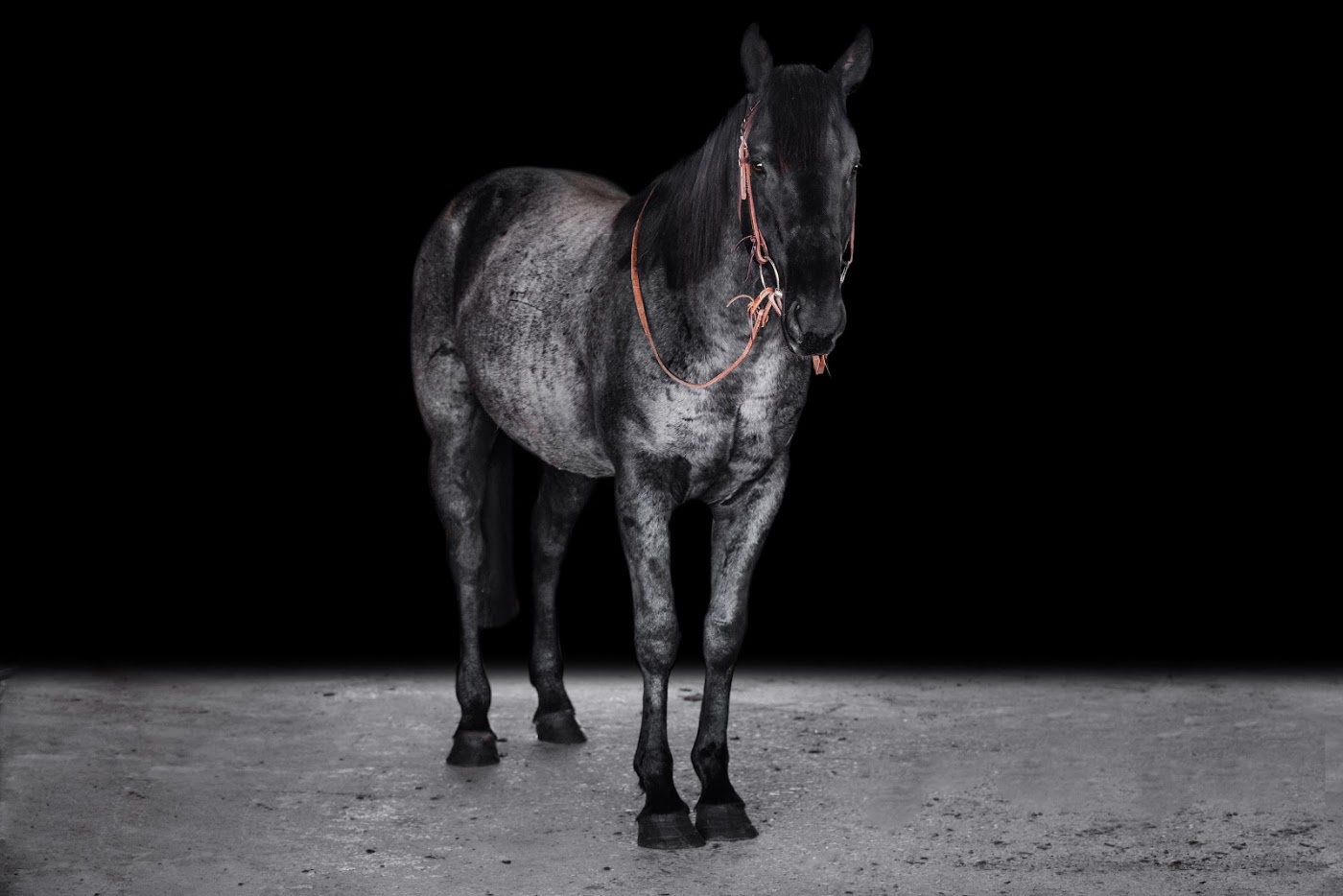 Blackstone Ranch Quarter Horses in Gastonia, NC (6)