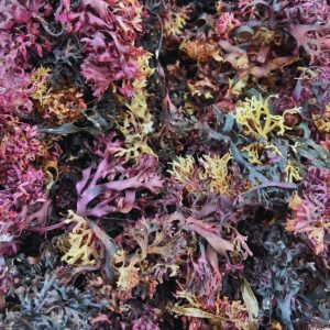 Teasso's Botanicals (inside of Vegan Mami) in Henderson, NC (3)