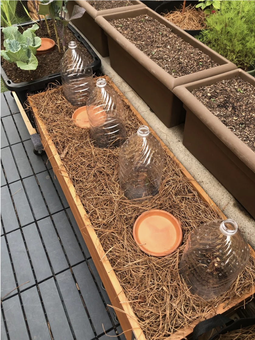 Hand Picked Nursery in Benson, NC (2)