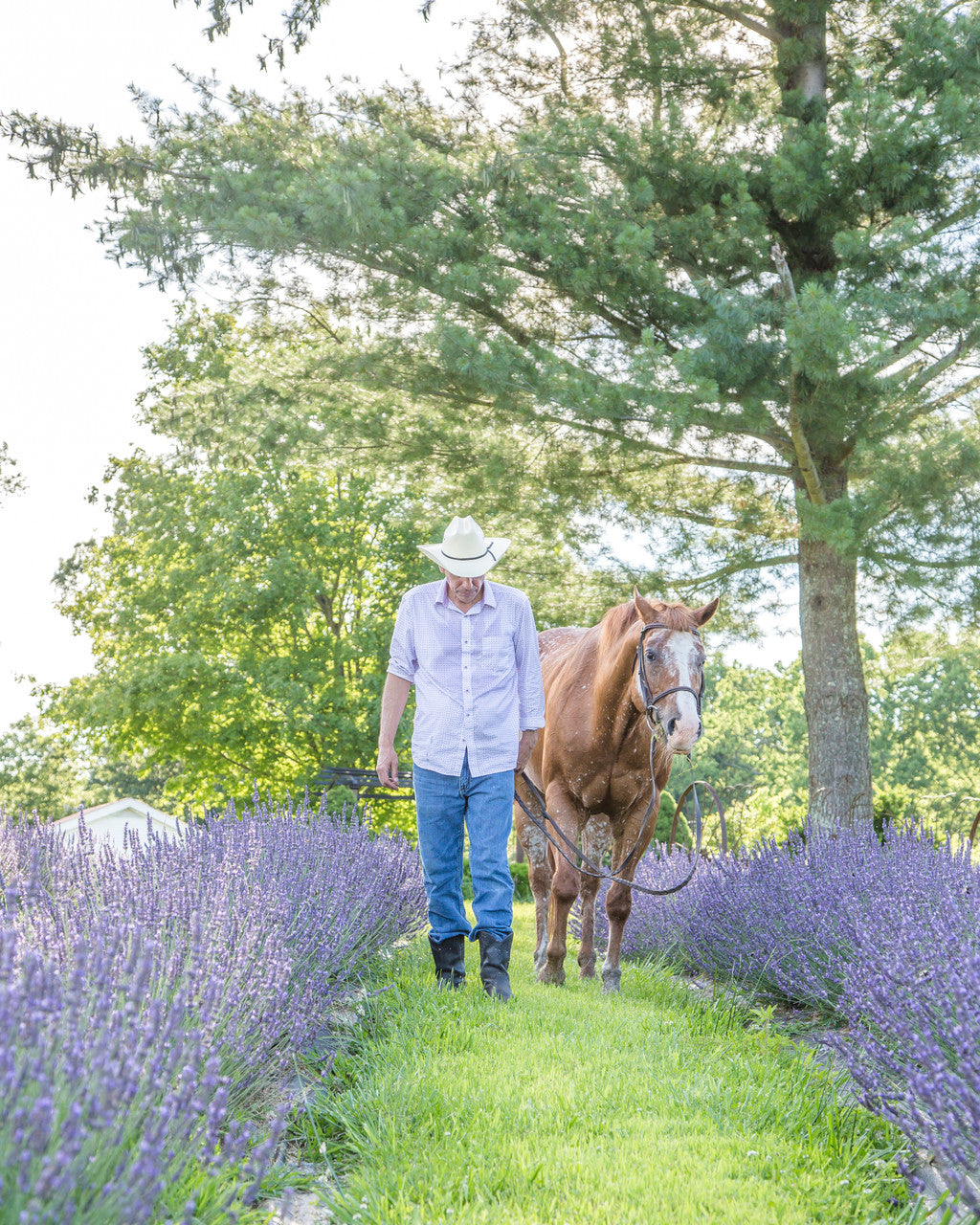 Little Mount Lavender in Simpsonville, KY (6)