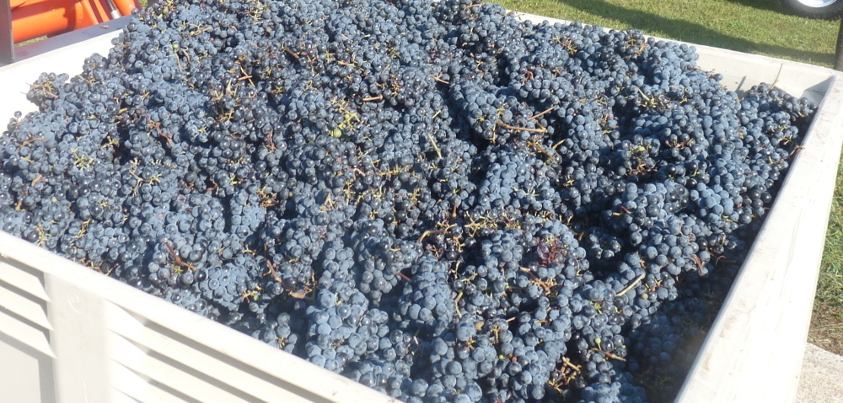 Little Vine Vineyards & Winery in Villa Rica, GA