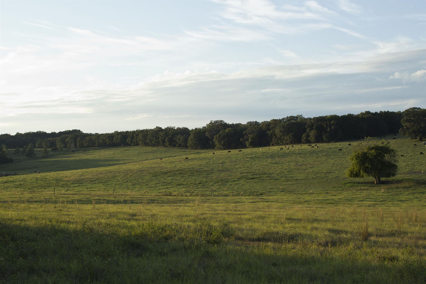 Lands of North Florida Realty in Live Oak, FL (3)
