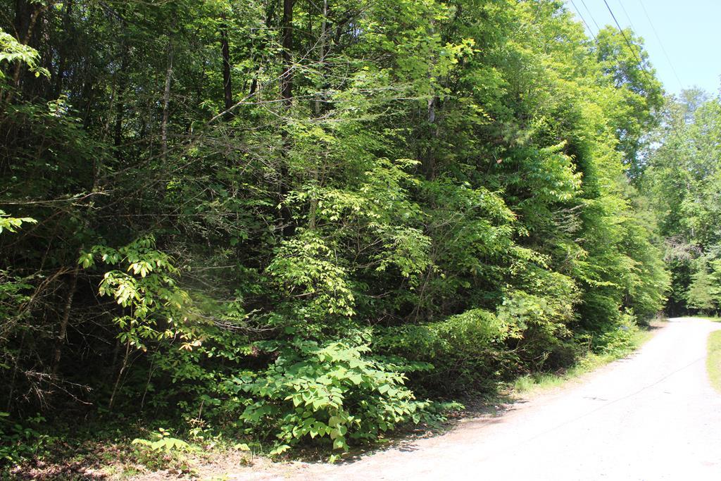 Holly Nelson Team in Blue Ridge, GA (5)