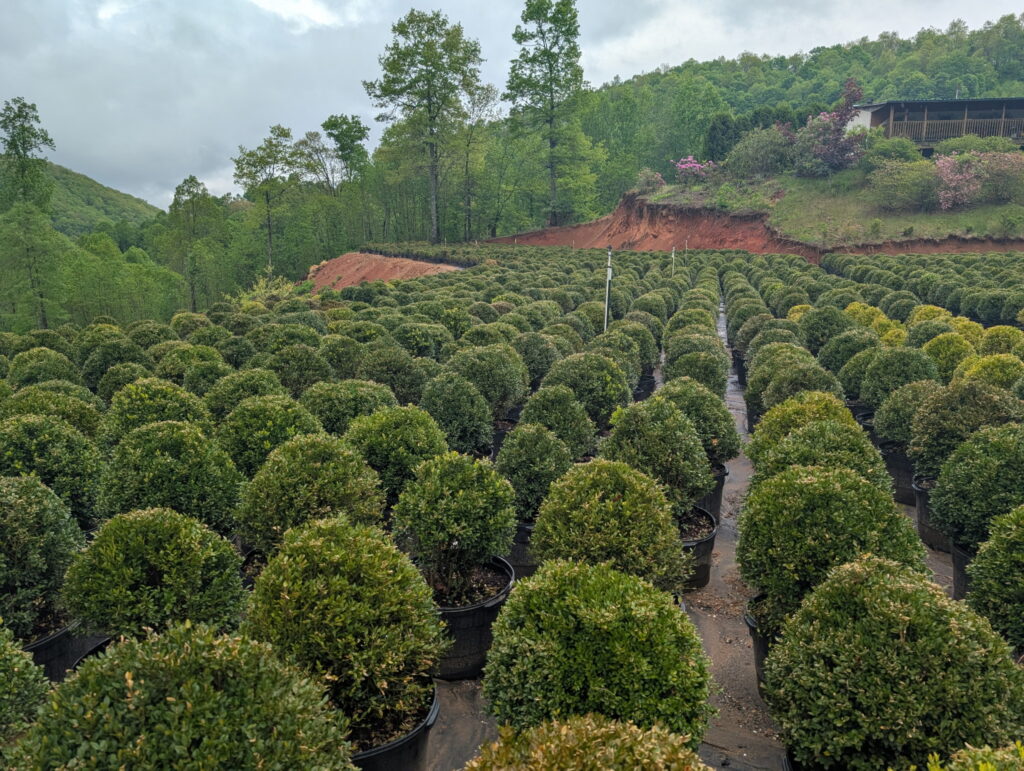 Sugar Plum Farms in Newland, NC (4)