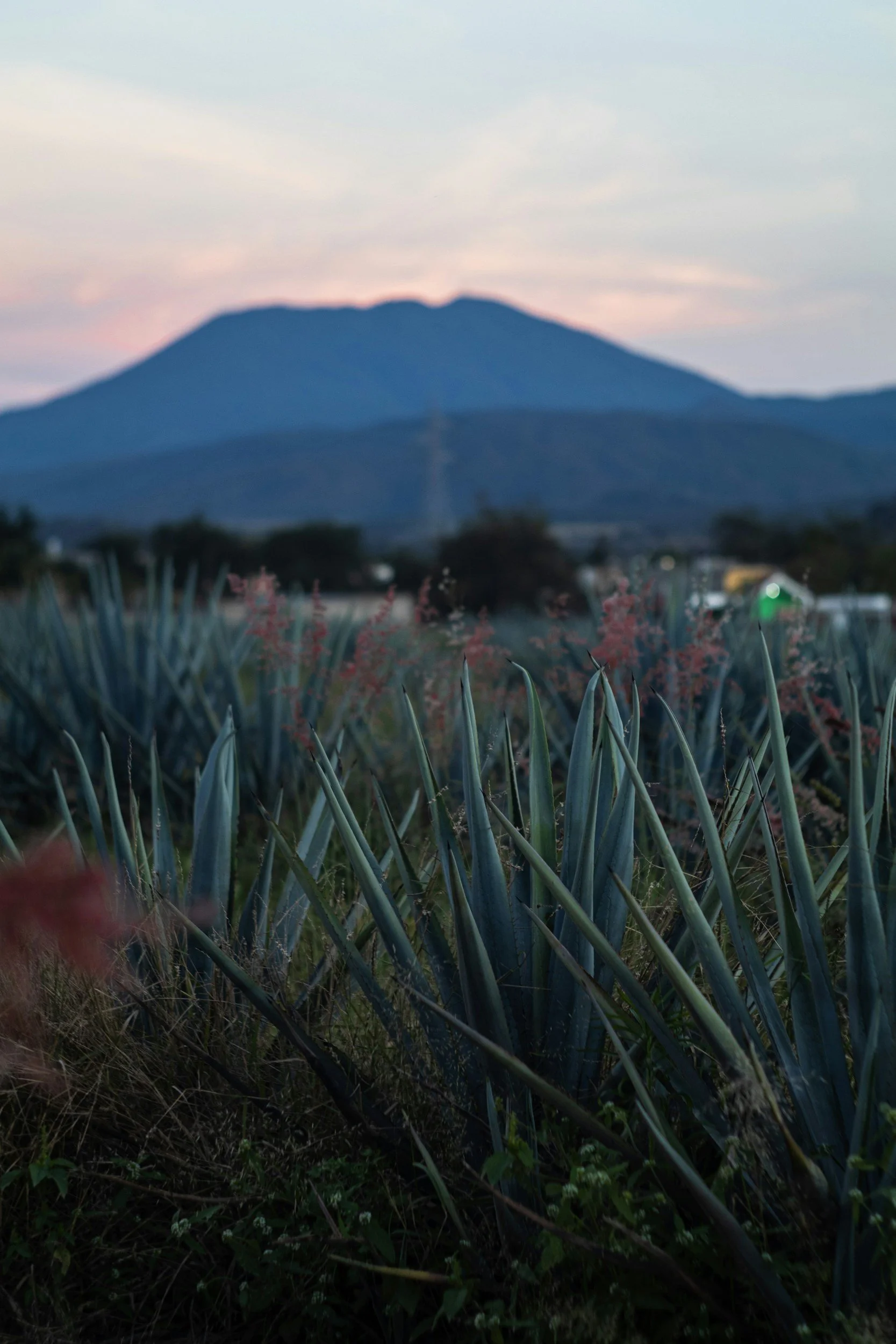 Mi Patrón in Bedford, VA (4)
