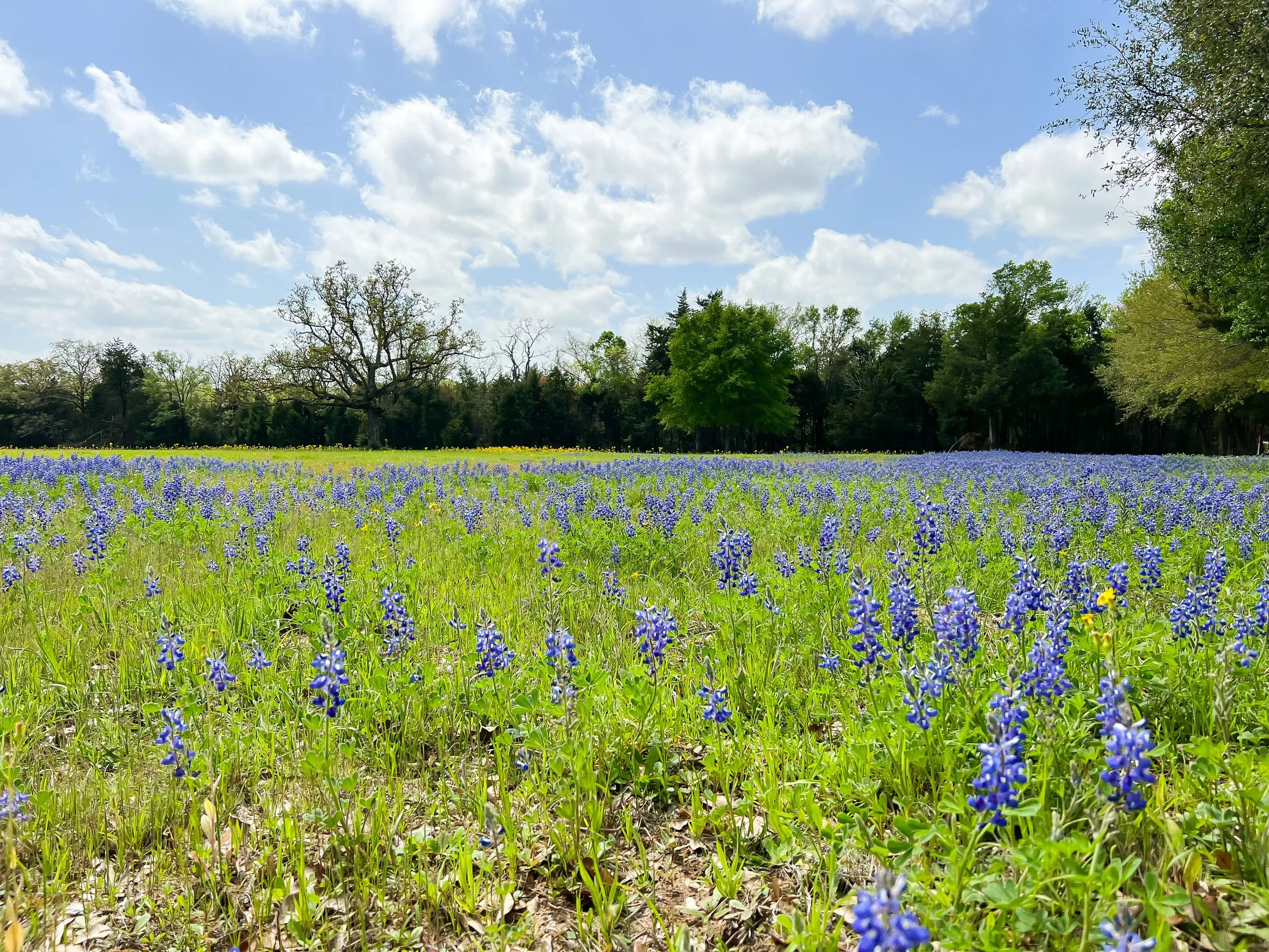 Red Barn Realty in Jewett, TX