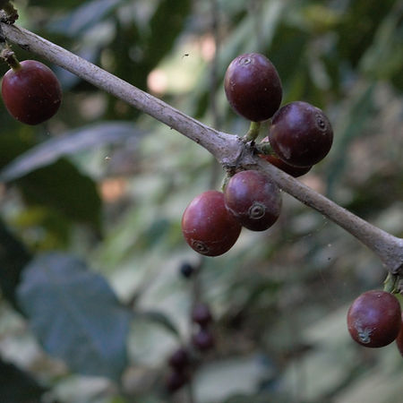 La Finca Coffeehouse in St Francis, WI (4)